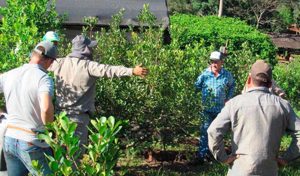 Productores yerbateros inician un paro en reclamo de mejores precios