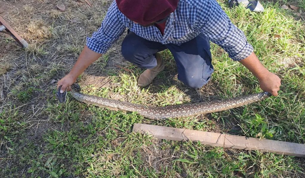 Cada vez son más las lampalaguas que aparecen en zonas urbanas de Salta