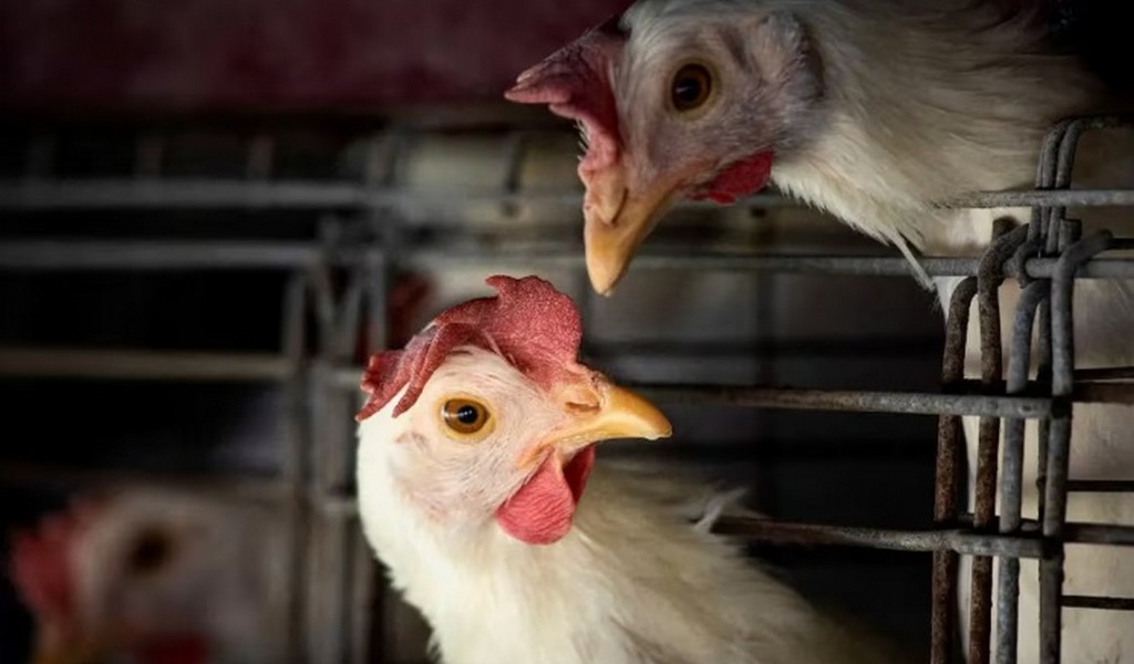 México desmintió la muerte de un hombre por gripe aviar