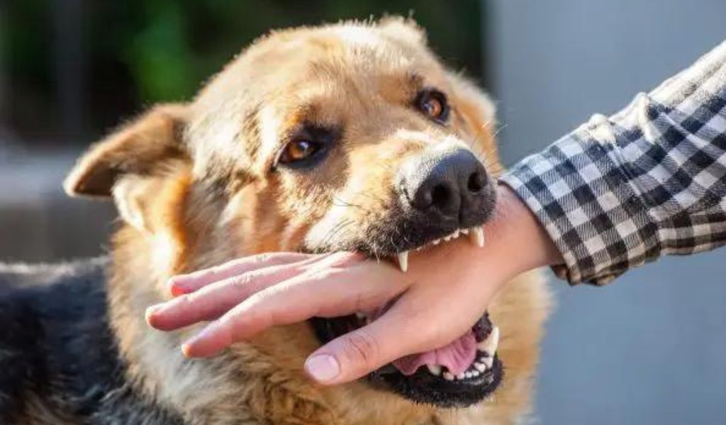 193 niños de Salta sufrieron una mordedura de perro en los primeros meses de este año