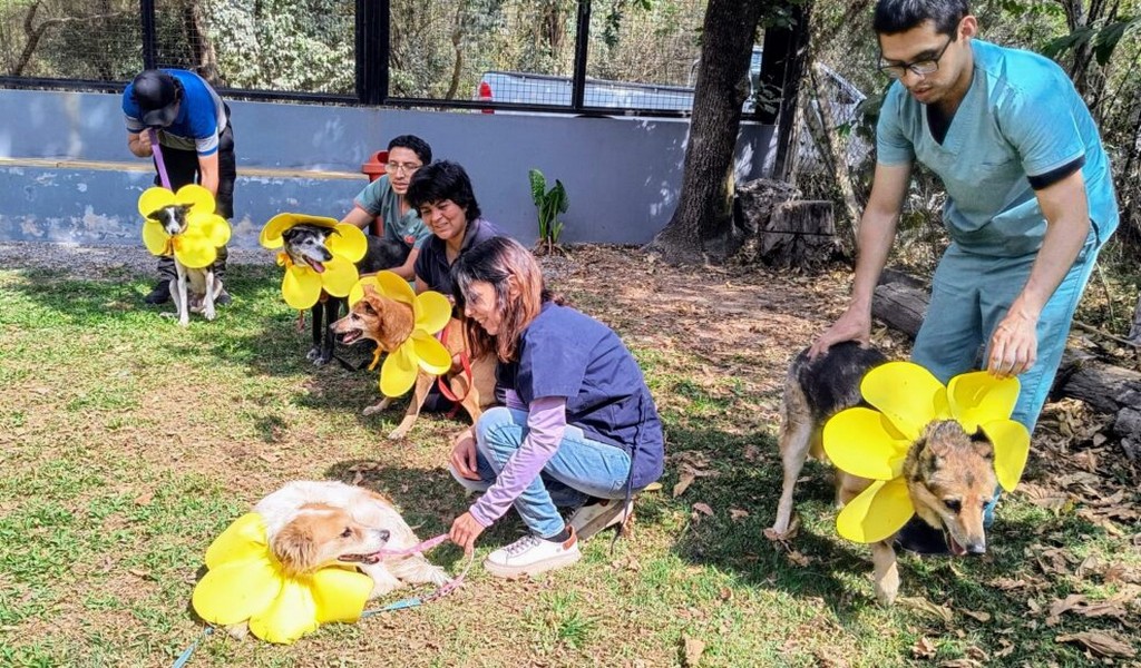 Hoy habrá jornada de adopción de mascotas en Salta