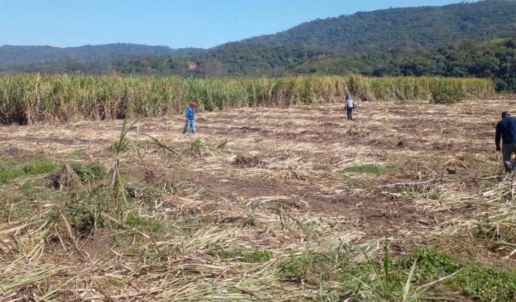 Escándalo: La cancillería boliviana admite la invasión a territorio salteño para saquear toneladas de caña de azucar