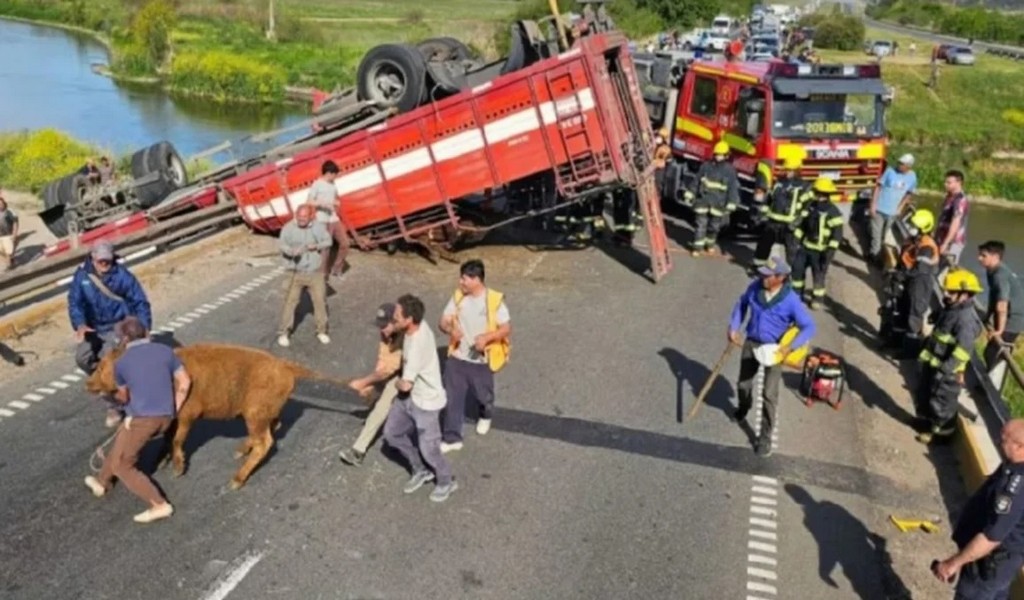 Ocurrió en Bs.As: Volcó un camión jaula y vecinos carnearon las vacas en plena ruta