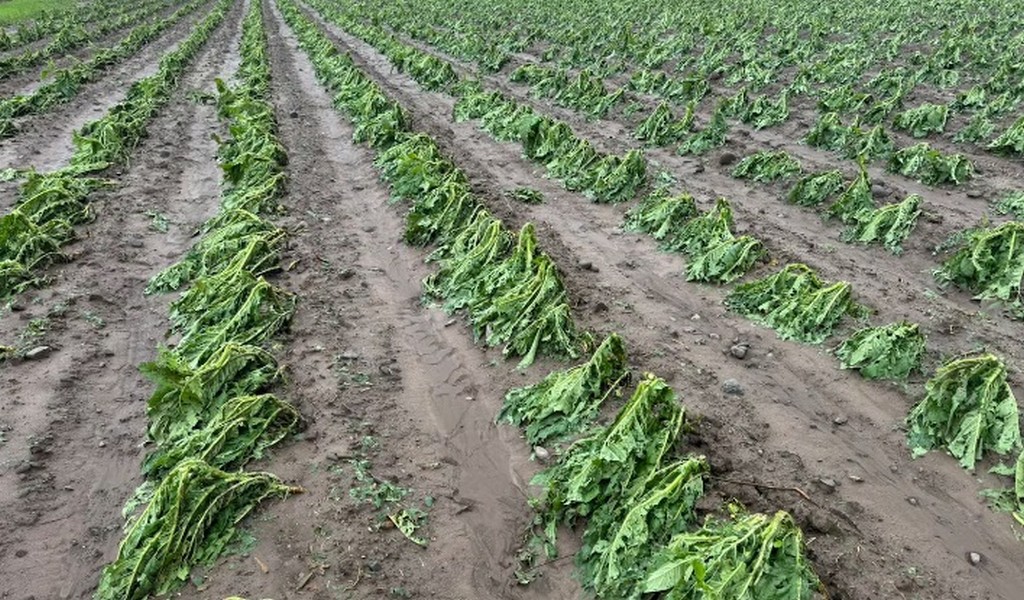 La fuerte tormenta con granizo dejó un panorama desolador para los productores tabacaleros de Salta