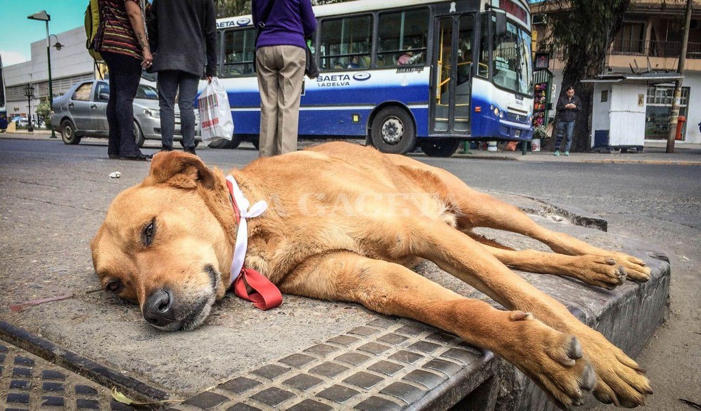 El Milagro necesita de todos: Se buscan voluntarios para cuidar a los perritos callejeros