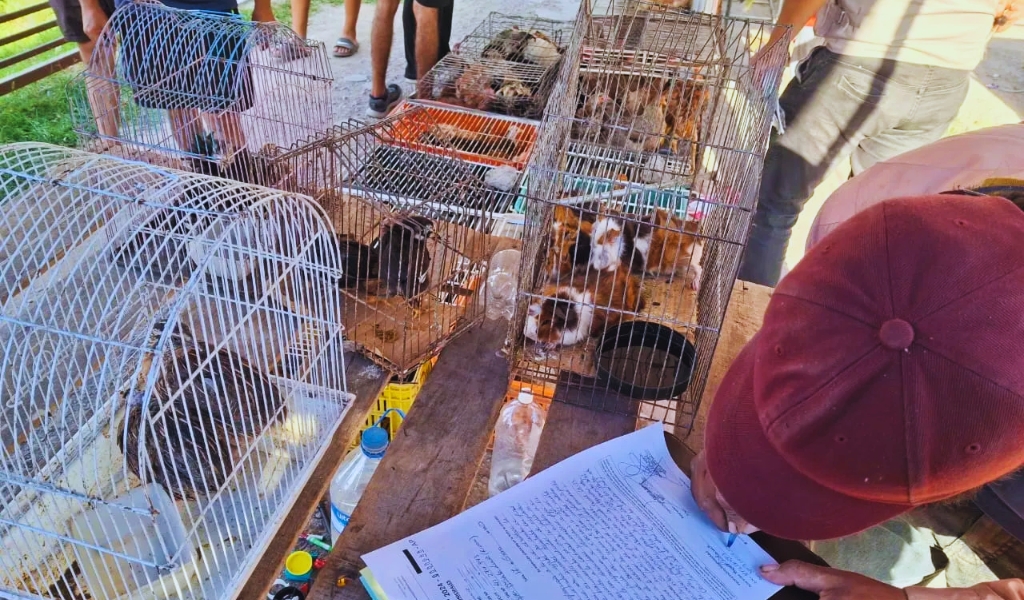 Multaron a feriante del barrio Solidaridad por poseer 50 animales vivos para su comercialización