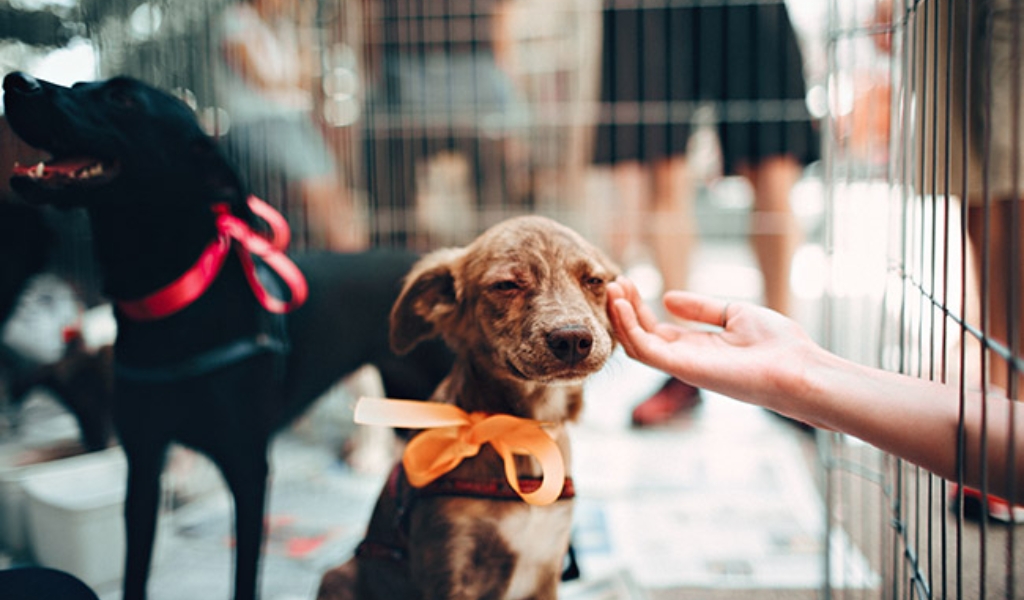 Diecinueve animalitos del Centro Municipal de Adopciones encontraron un nuevo hogar