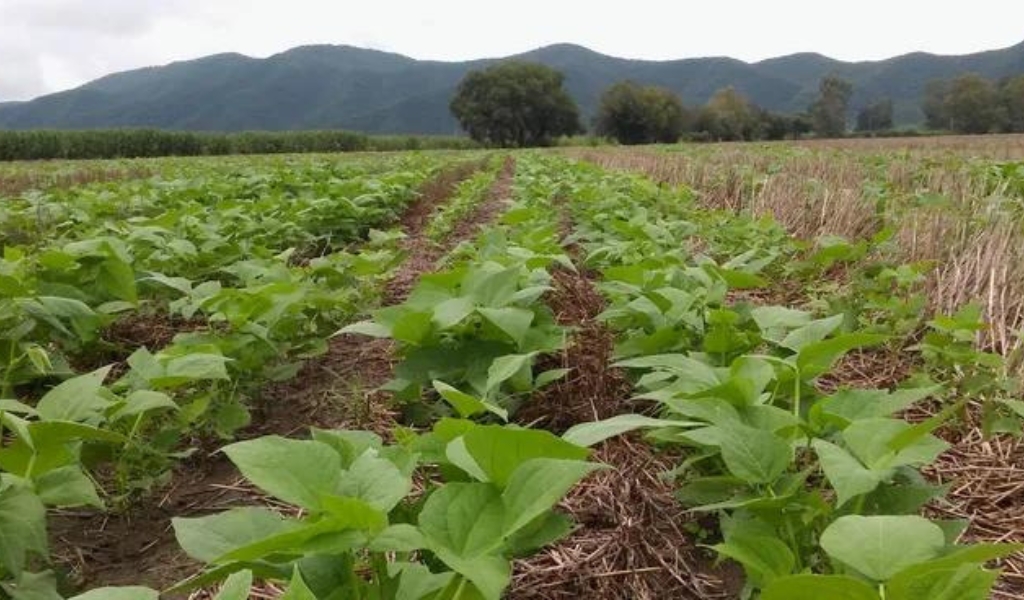 Una empresa vende otro campo en Salta alcanzado por la normativa anti deforestación