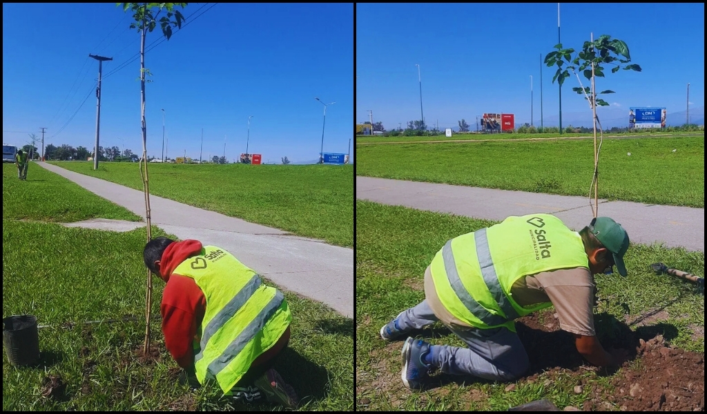 El municipio de Salta colocó nuevos árboles en la avenida Bolivia