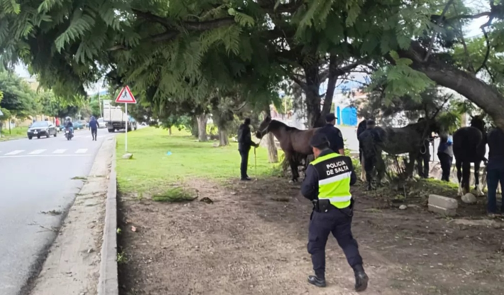 La Policía de Salta secuetró 150 caballos y otros animales sueltos que estaban en rutas y calles