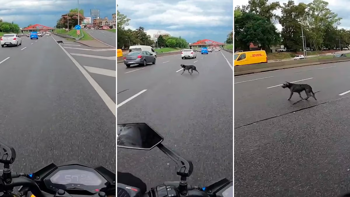 Un motociclista salvó a un perro de ser atropellado y su gesto se hizo viral: “Volví a creer en la humanidad”