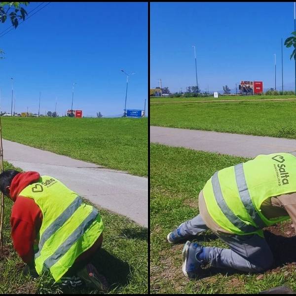 El municipio de Salta colocó nuevos árboles en la avenida Bolivia