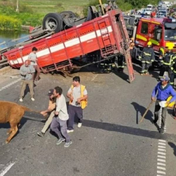 Ocurrió en Bs.As: Volcó un camión jaula y vecinos carnearon las vacas en plena ruta