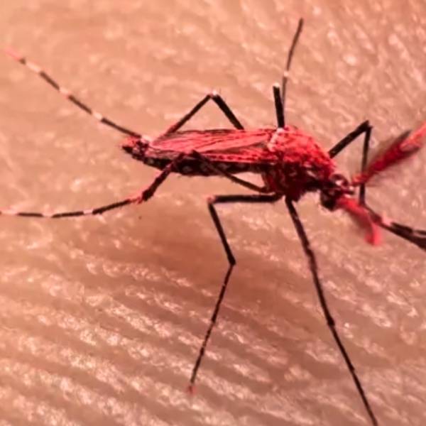 Liberaron 10 mil mosquitos rojos estériles en Mendoza para combatir el dengue