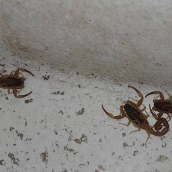 En Metán salieron seis alacranes por un grifo