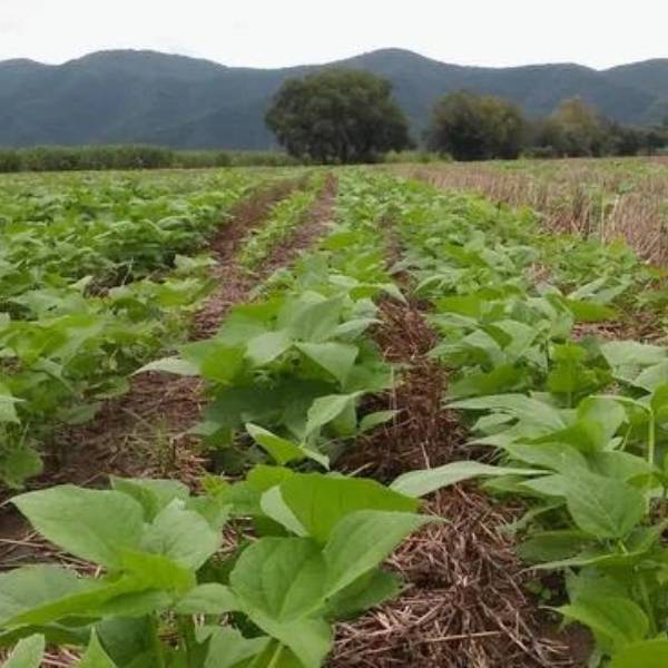 Una empresa vende otro campo en Salta alcanzado por la normativa anti deforestación