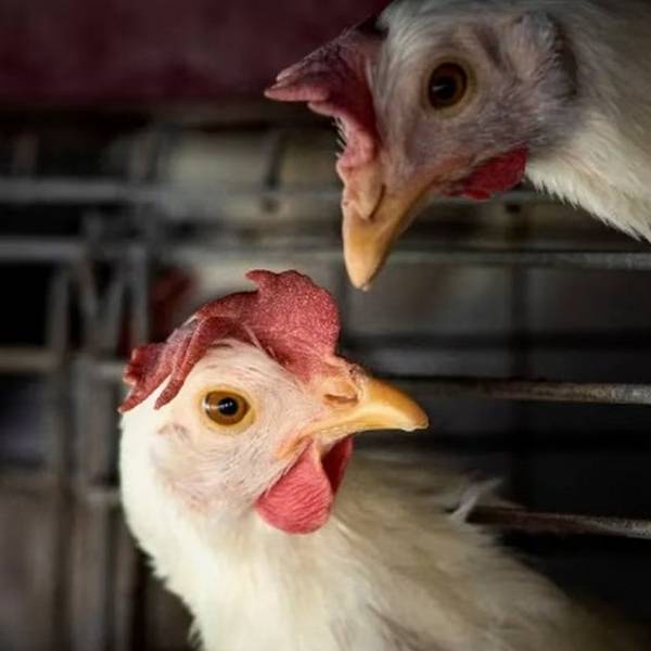 Falleció la primera persona por infección por gripe aviar