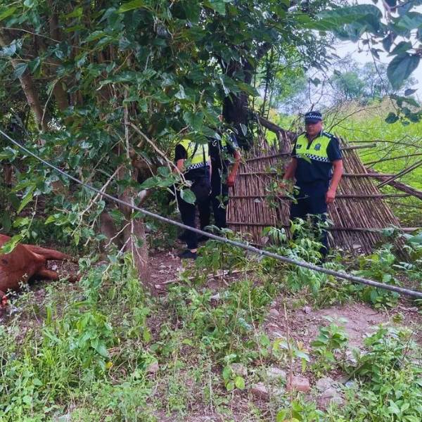 En Tucumán un joven mutiló hasta matar una yegua por una venganza familiar y lo mostró por redes