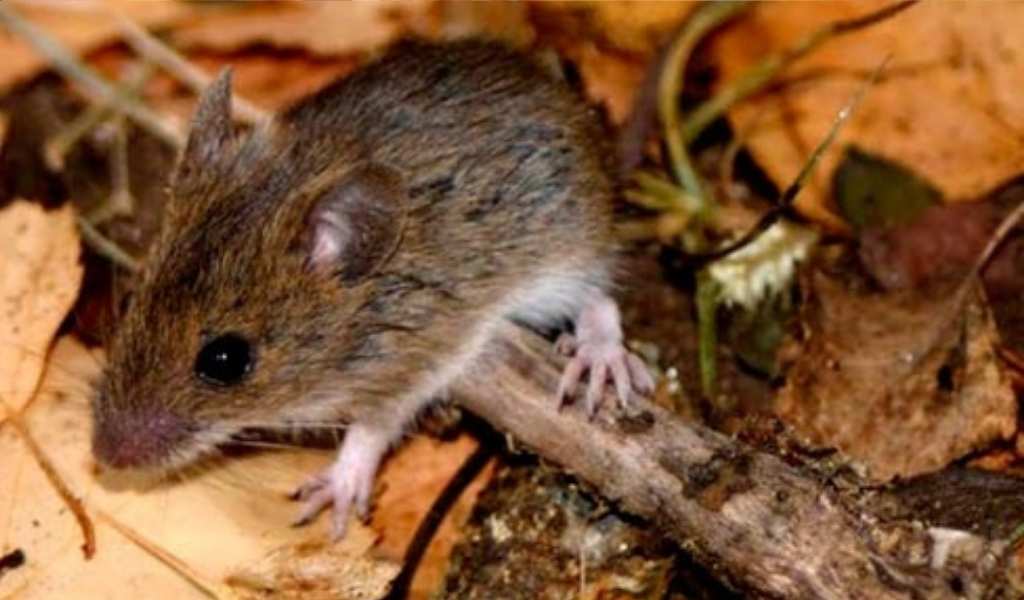 El Ministerio de Salud Pública de Salta notificó 7 casos de infección por hantavirus