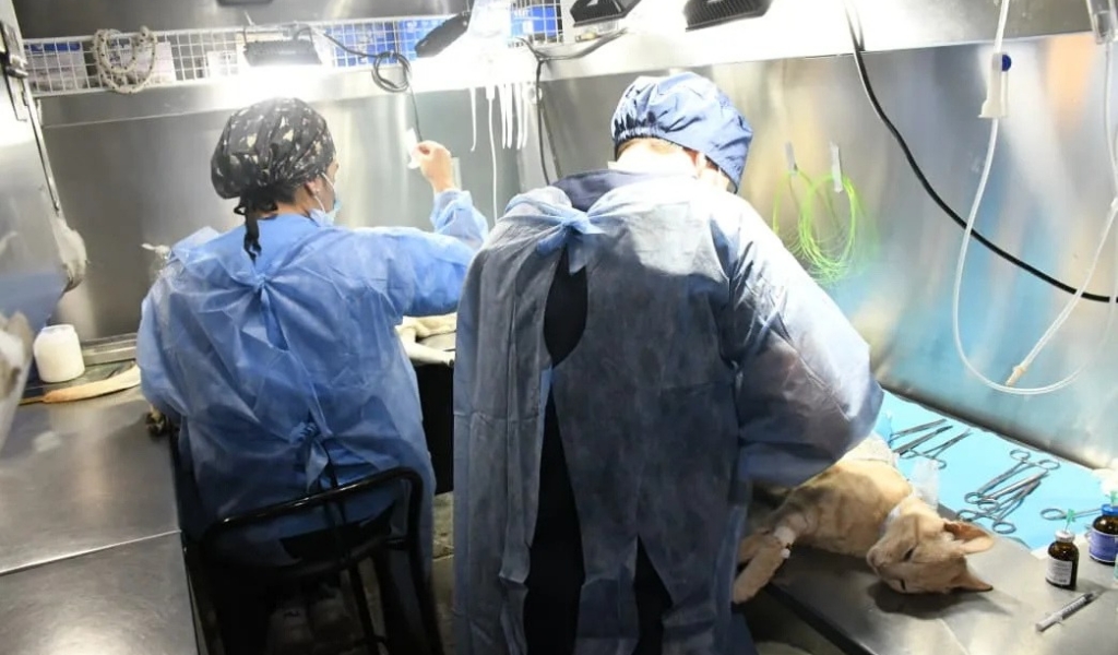 Bienestar Animal de la Municipalidad reitera la importancia de la castración de las mascotas para tener un control de la población y cuidar su salud