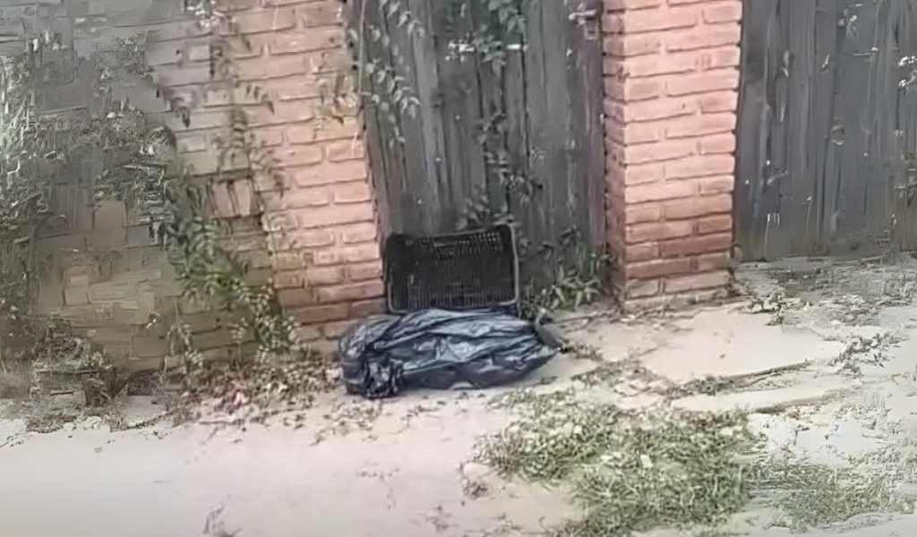 Dos hermanos de Orán que quemaban vivos a perros callejeros fueron condenados