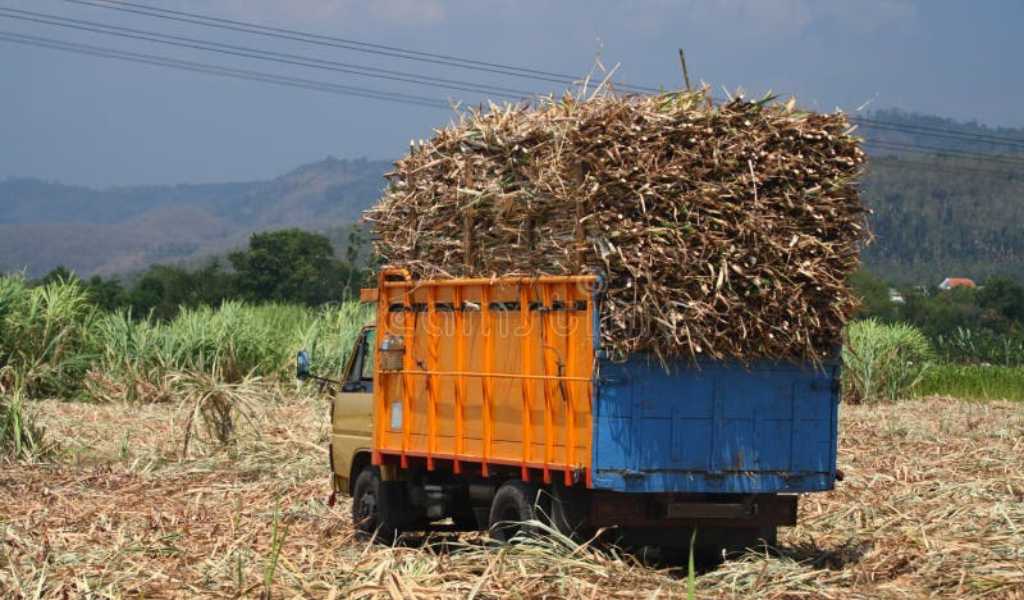 Denuncian contrabando de caña de azúcar desde Salta a Bolivia: 30 camiones cruzan a diario sin control