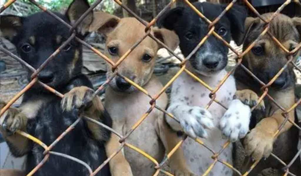 Alerta en Salta y Jujuy por la comercialización de perros ingresados desde Bolivia sin vacunas y enfermos