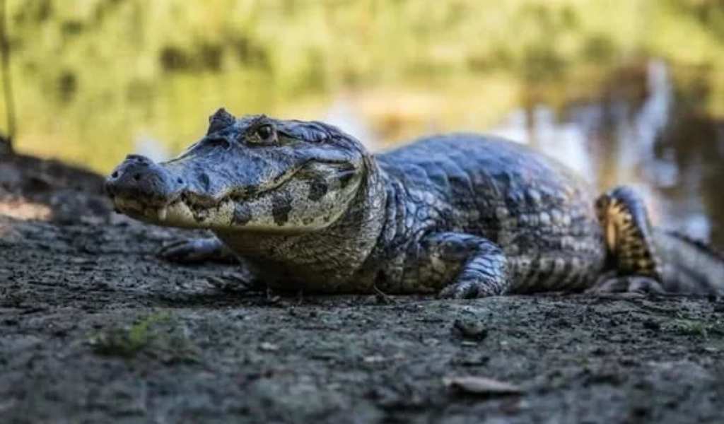 Chaco salteño: En el Río Pilcomayo un yacaré atacó a un adolescente y sus amigos lograron salvarlo