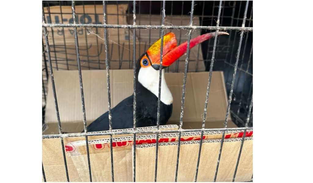 ​Crueldad animal en el norte de Salta: le fracturan el pico a un tucán