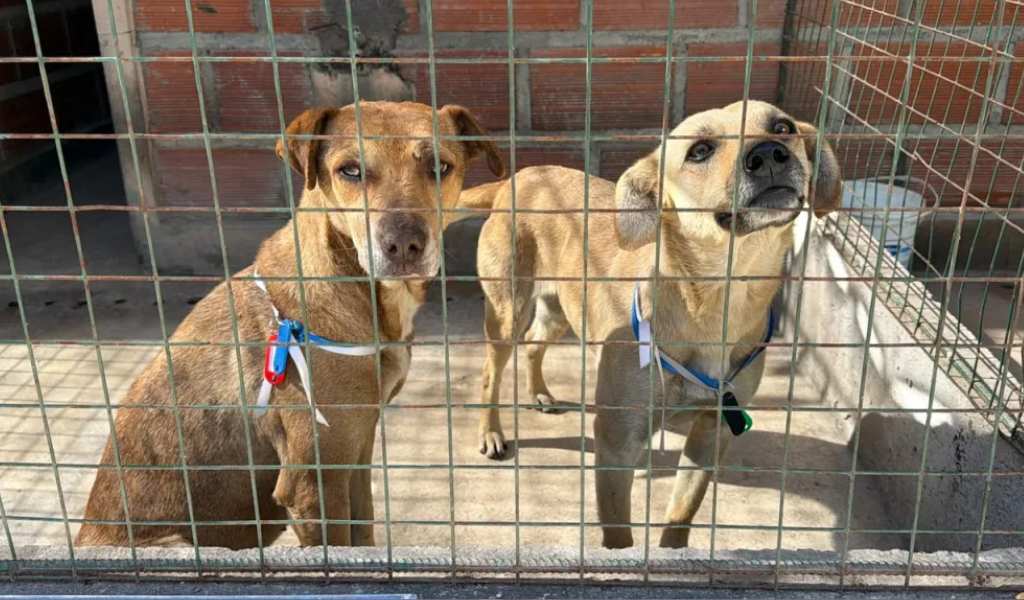 Buscan a sus dueños: La Municipalidad rescató a 35 animales extraviados durante las celebraciones del Milagro