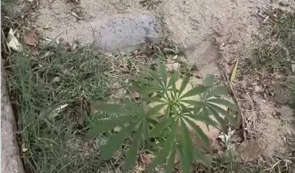 ¿Crecían solas? Sorpresa en Cafayate por el hallazgo de plantas de marihuana creciendo en una vereda