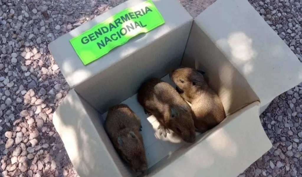 Atados, faenados y desprotegidos: La alarmante ola de maltrato a carpinchos adultos y sus crías que moviliza a la comunidad salteña