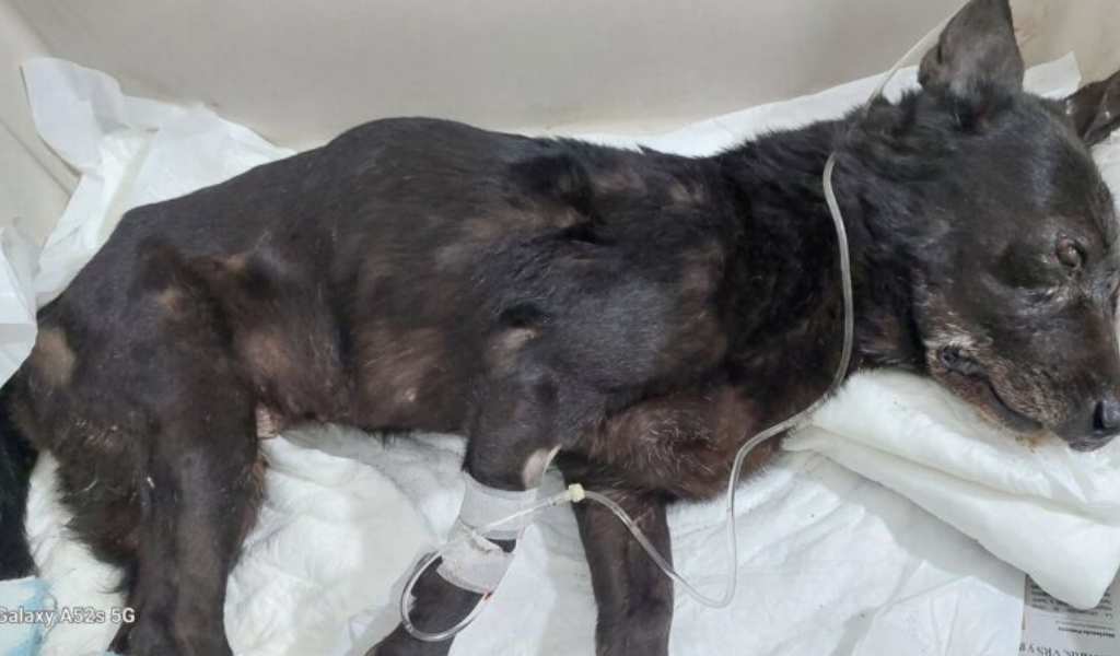 Alerta en Salta por los múltiples casos de crueldad animal: La sociedad salteña exige respuestas a la Justicia
