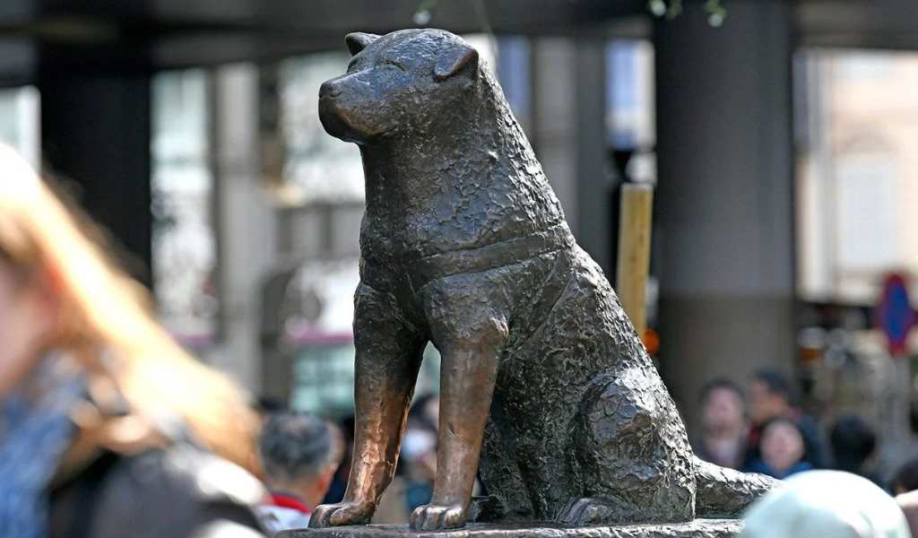 Descansar en paz con tu mascota: En Córdoba buscan habilitar la inhumación conjunta de personas y animales de compañía en cementerios