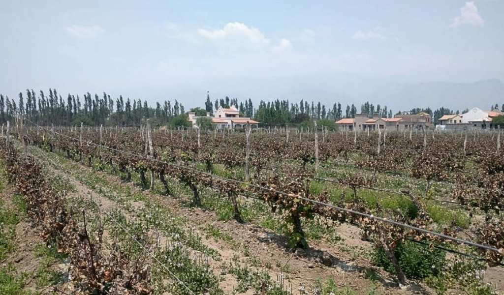 "No hay cosecha para el año que viene": Una fuerte helada en el Valle Calchaquí dañó los brotes en los viñedos de Cafayate