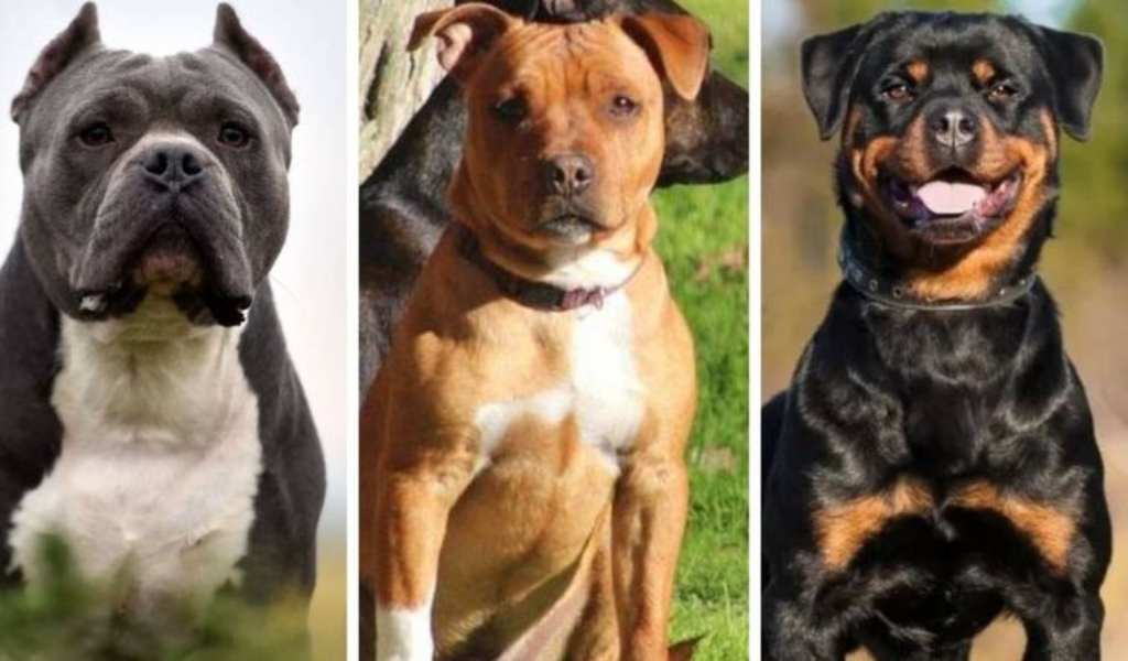 Concejales de Salta analizan crear un registro para perros de raza fuerte o peligrosos con chips obligatorios