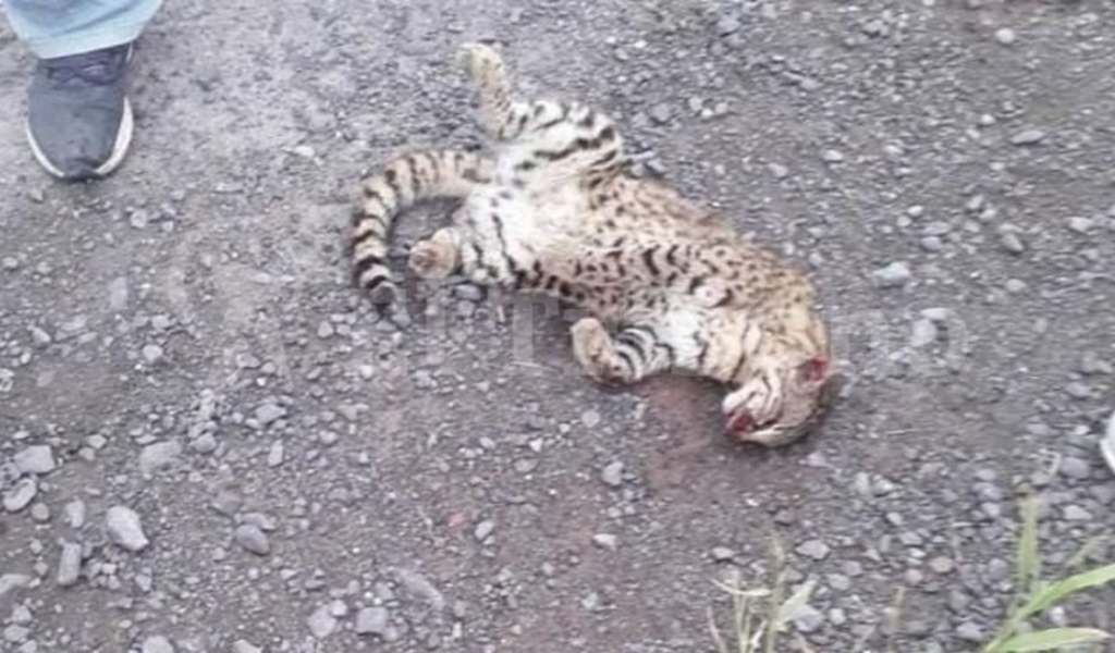 En Rosario de Lerma un grupo de jóvenes mataron a una cría de gato montes y lo exhibieron como trofeo