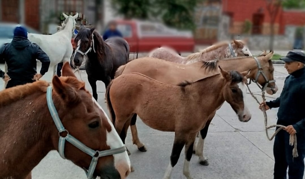 Sancionaron en Salta a más de 500 propietarios que dejaron ganado sueltos en las rutas