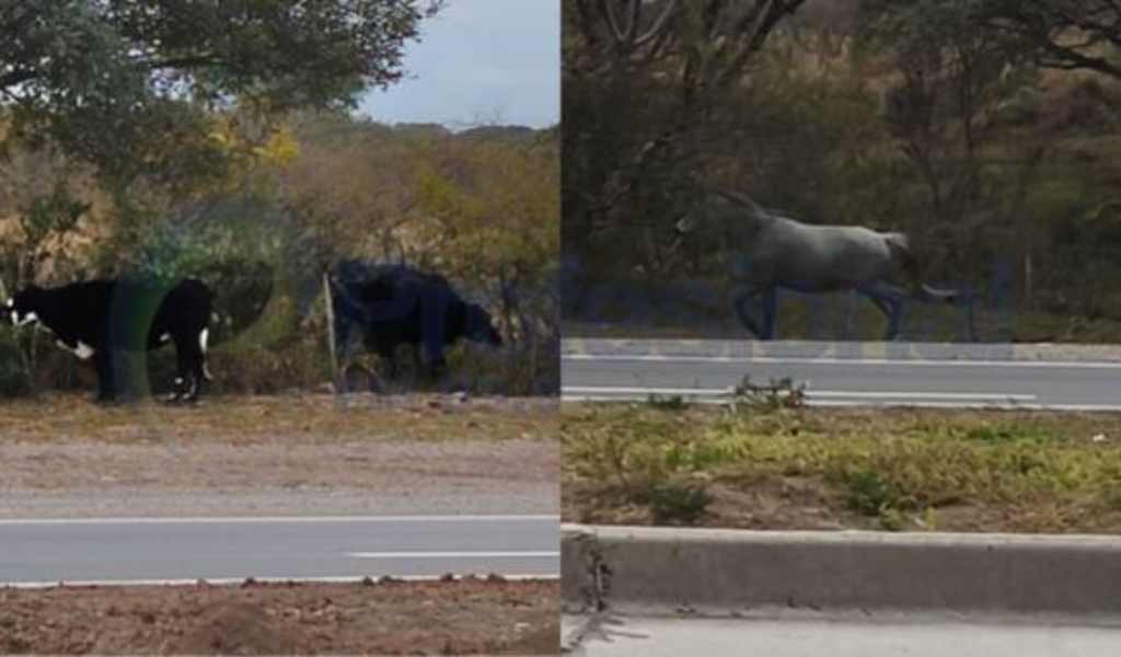 Otra vez vacas y caballos sueltos ponen en peligro a conductores en ruta 28 camino a San Lorenzo