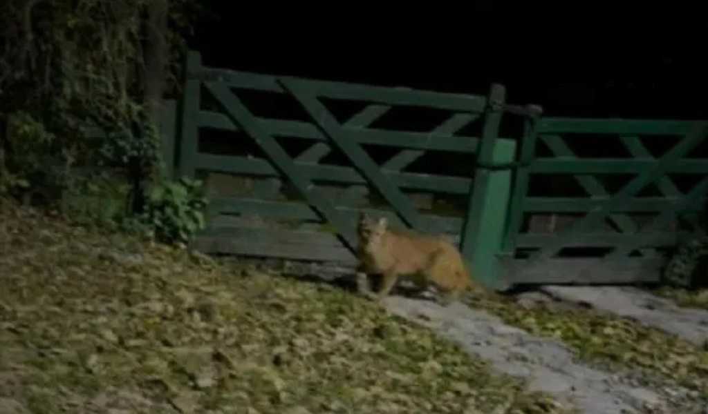 Sacaron fotos a un Puma a pocas cuadras del centro de Campo Quijano
