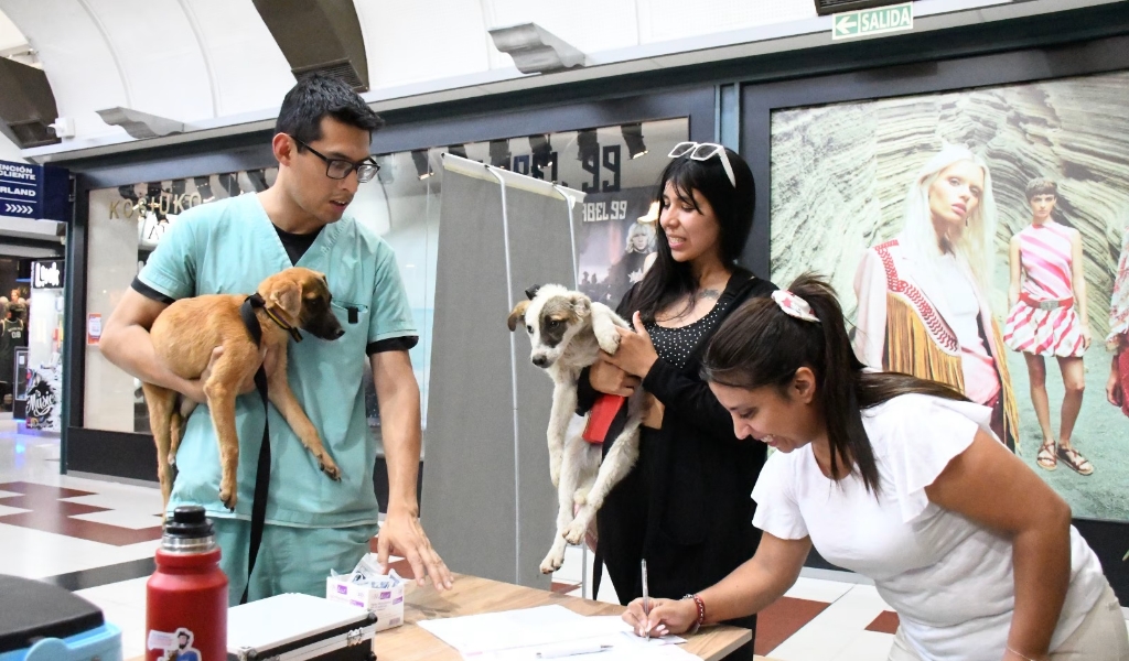 Bienestar Animal: se llevan realizadas 13 mil castraciones y 140 adopciones