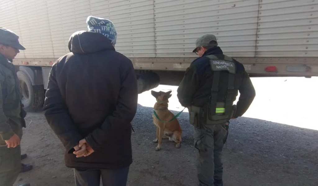 El Can antinarcóticos de Gendarmería llamado Minos detectó en Salta 40 kilos de pasta base escondicos en un camión