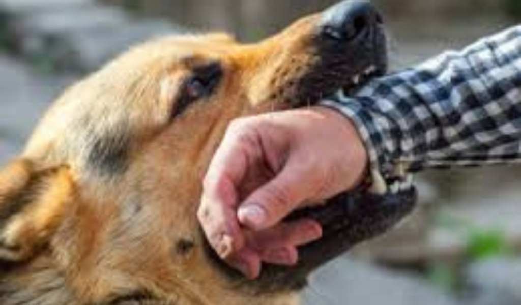 En Salta se notificaron más de 400 casos de mordeduras de perro en el primer semestre