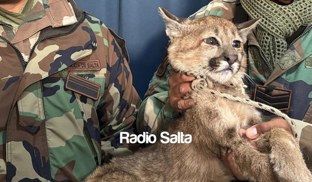 En Rosario de la Frontera un joven entregó un puma cachorro que tenía de mascota