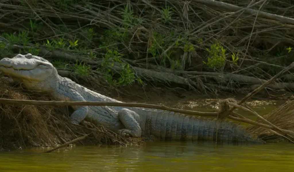 Pescadores filmaron un enorme yacaré en el río Bermejo a la altura del Ingenio Tabacal