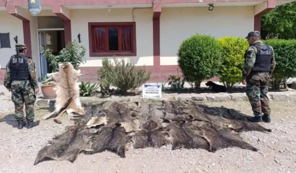 En un barrio de Salta un hombre ofrecía para la venta 14 cueros de puma, pecarí y gato onza