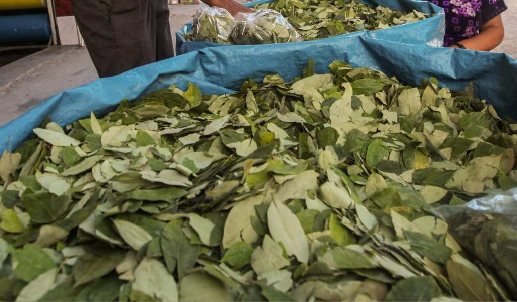 Los conflictos en Bolivia comenzaron a impactar en los precios de la hoja de coca: "Subió un 30% en Salta"