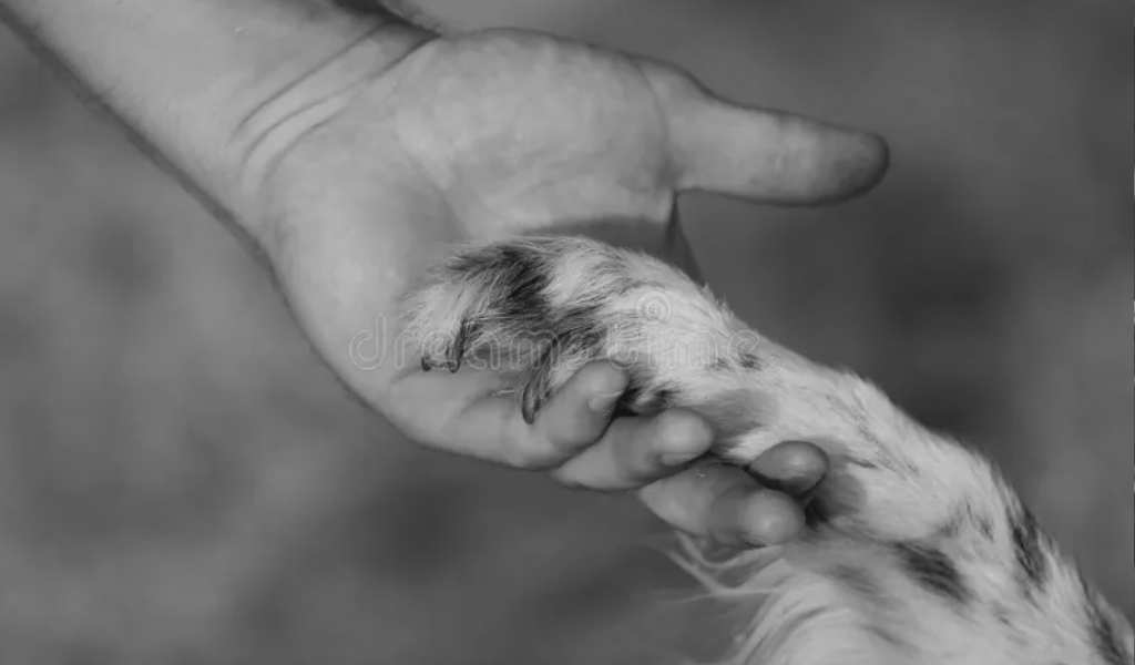 No lo dejó solo: Hallaron muerto a un hombre en Salta y su perro jamás se movió de su lado
