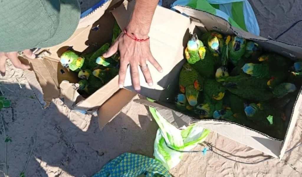 Rescataron 25 loros habladores que eran transportados ilegalmente en Salta: "se estaban asfixiando en cajas"