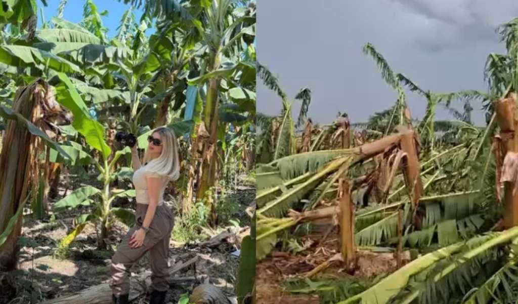 Un temporal arrasó el bananal en el norte de Salta que visitó y promocionó Wanda Nara